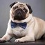 Pug in a suit