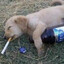 Dogzso