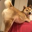 ThiccRumpShiba