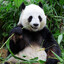Pandamonium
