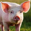 Oink Oink