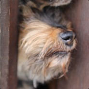 ma_ko avatar