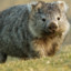 StonedWombat420