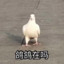 暴龙兽