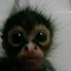 CHIMZAMPE