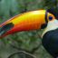 Le Toucan