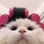 花生了什么树