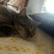 AA昆明菌子代购洪大叔