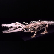 Crocodylus Porosus