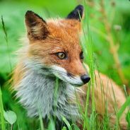 愤怒的QQ------Attack