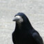MajesticRook
