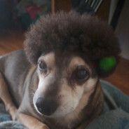 Дикий Жирдяй