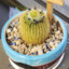 Cactus V