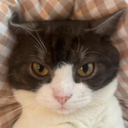 翻斗花园牛爷爷