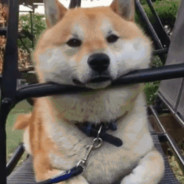 勇敢で勇敢な私の友人！