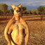 Kangaroo