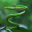 greensnek