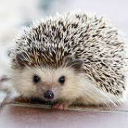 Prof_HedgeHog