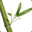 KT.Bamboo