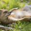 sexy mongoose