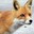 ASuddenRedFox