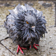 WetPigeon
