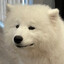 soggy doggy