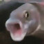 Phog Fish