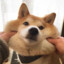 光明左使杨逍