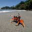 Crab