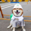 Actual Safety Doggo