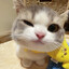 DR. MEOW MEOW