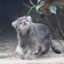 Cool manul