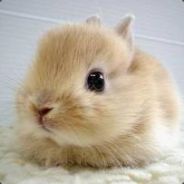 Cute little bunny