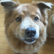 Goodest_Doggo avatar