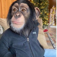 Evolved Chimpangeeza avatar