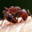 Fire Ant #67
