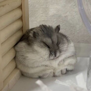 Полезный Хомяк