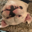 Pugster