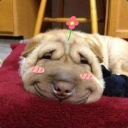 你想给我嗦牛子吗