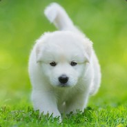 超会飞的小超人