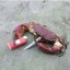 crab raider