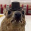 Hyrax
