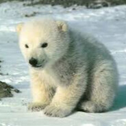 p0lerbear