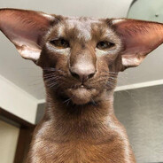 КітКоля avatar