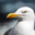 Seagull's avatar