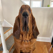 Cuddles The Bloodhound