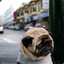 Sad Pug