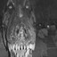 TREX
