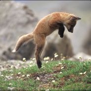 foxhop - steam id 76561197960708678